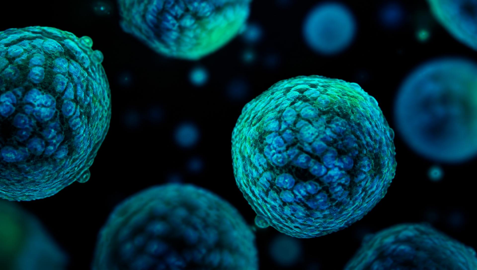 Fluorescence microscopy of engineered cell spheroids